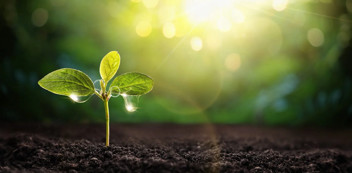 Plants - The Silent Guardians of Life on Earth