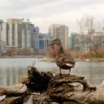 The Secret Lives of Urban Wildlife: How Animals Adapt to City Living