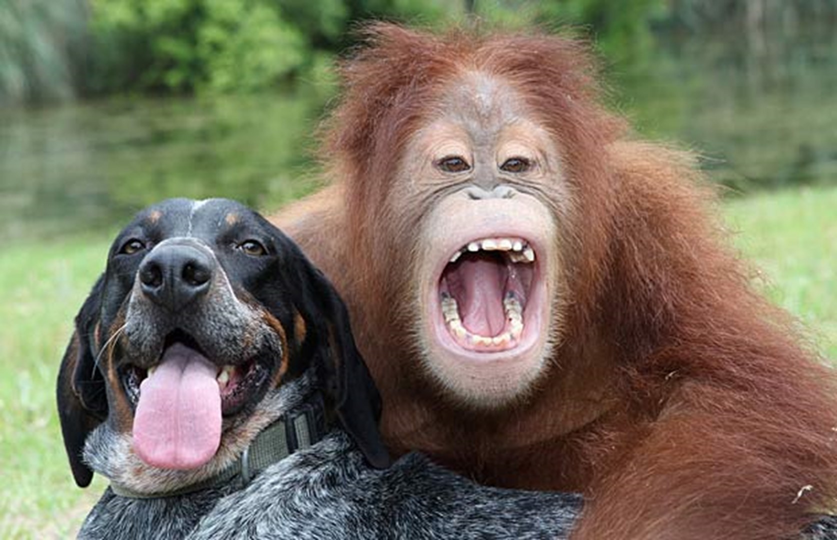 Unusual Animal Friendships