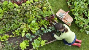 Edible Gardening