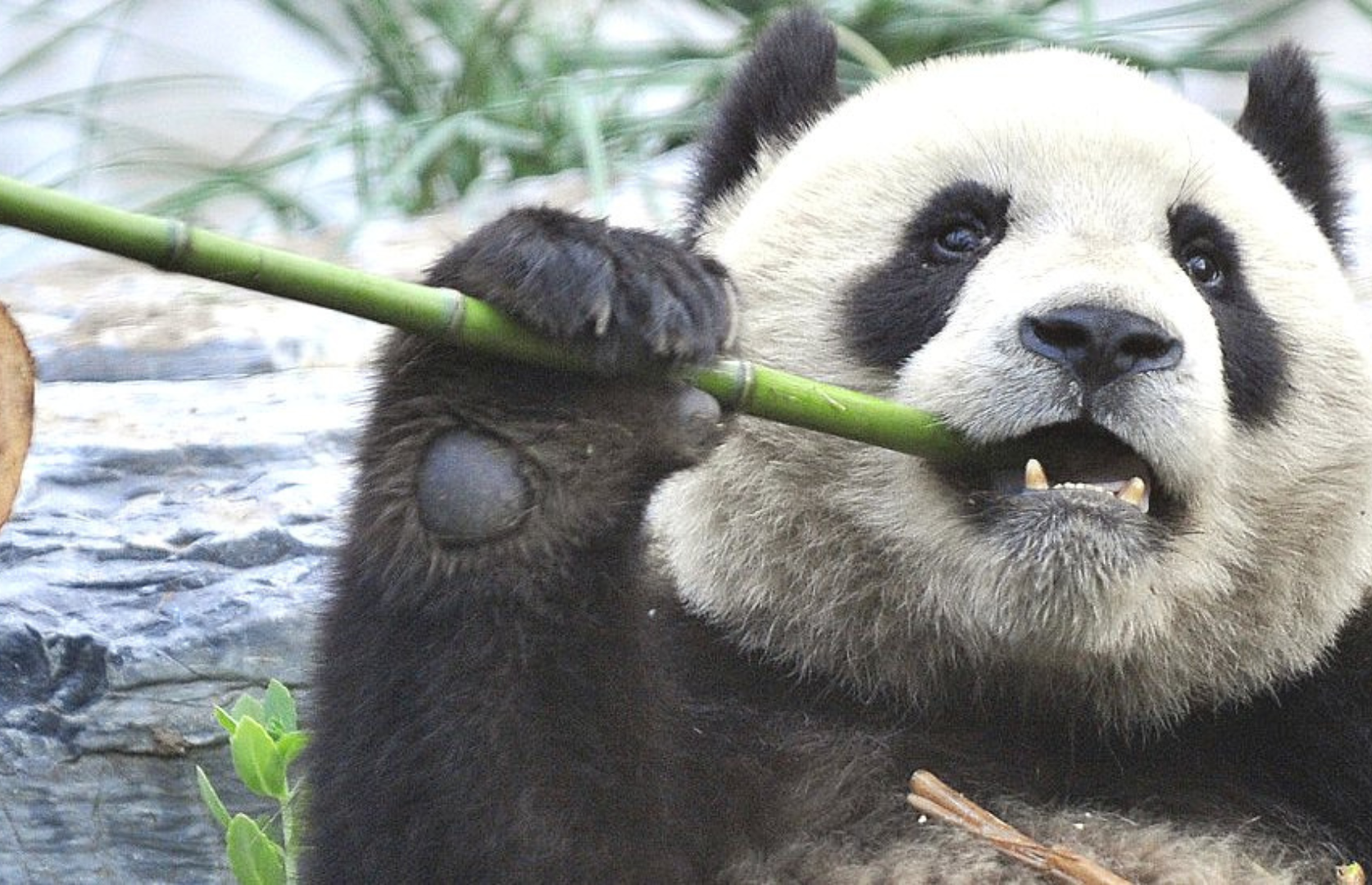Endangered Species Spotlight