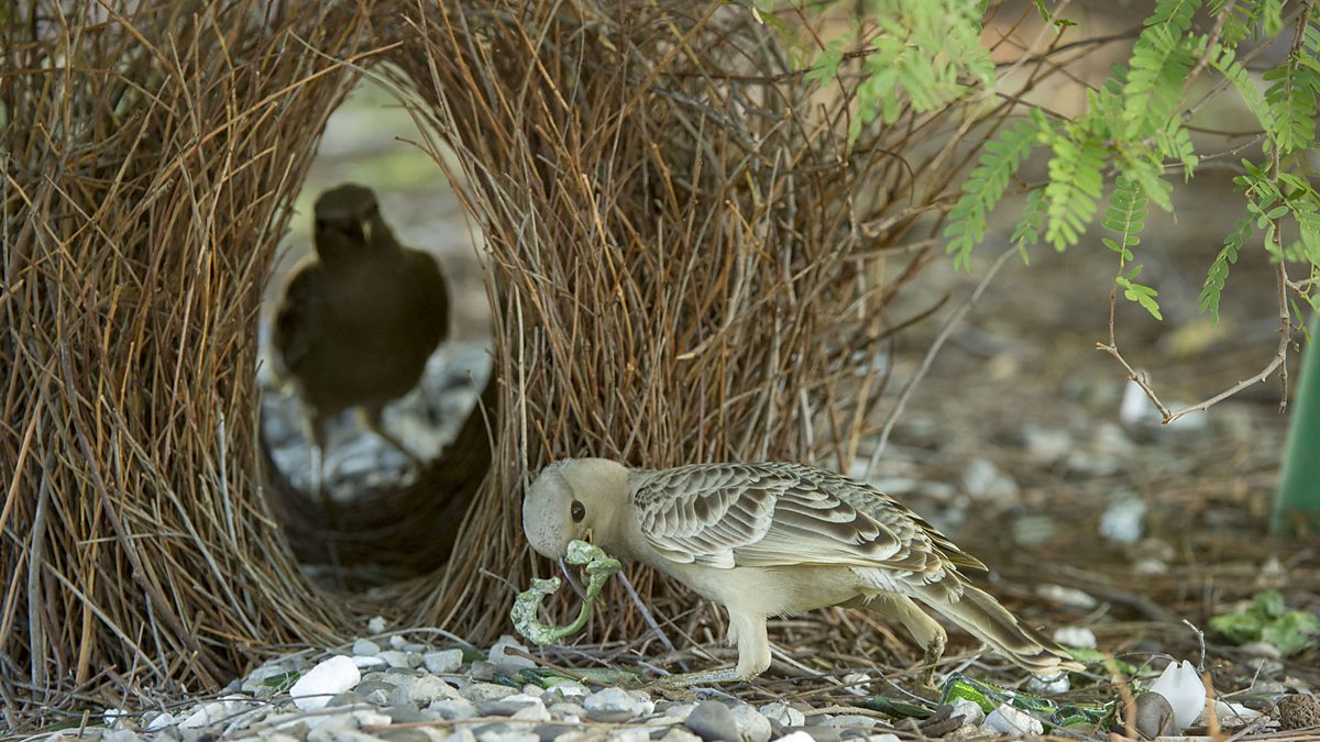 Structures built by animals